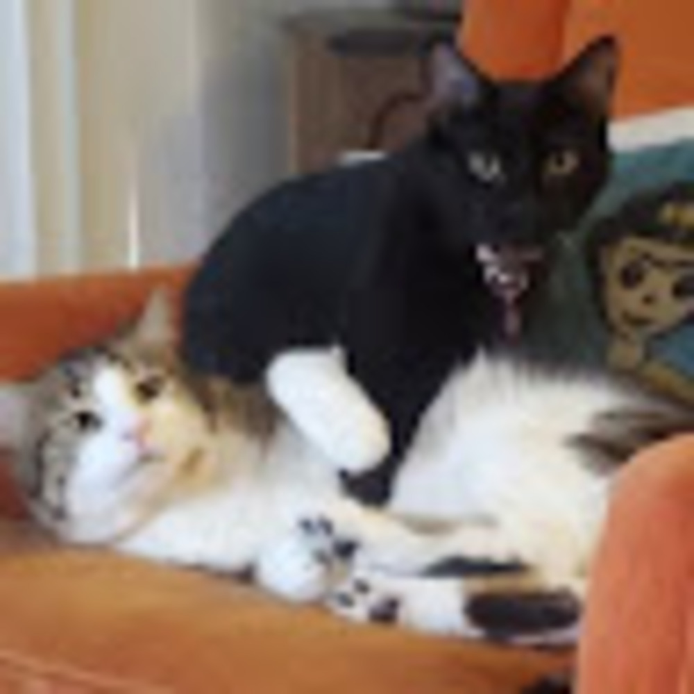 Meet your Posher, Alex